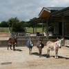 donkey-farm